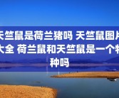 天竺鼠是荷兰猪吗 天竺鼠图片大全 荷兰鼠和天竺鼠是一个物种吗