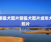 银狐犬图片银狐犬图片成年犬照片