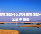 狐狸狗是什么品种狐狸狗是什么品种 博美