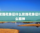 玫瑰花象征什么玫瑰花象征什么精神