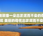 她就像一朵出淤泥而不染的荷花 美丽的荷花出淤泥而不染