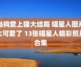 当狗爱上猫大结局 喵星人图片太可爱了 13张喵星人精彩照片合集