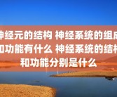 神经元的结构 神经系统的组成和功能有什么 神经系统的结构和功能分别是什么