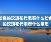 粉色的玫瑰花代表着什么粉色的玫瑰花代表着什么意思