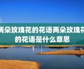两朵玫瑰花的花语两朵玫瑰花的花语是什么意思