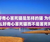 好奇心害死猫是怎样的猫 为什么好奇心害死猫而不是害死狗