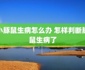 小豚鼠生病怎么办 怎样判断豚鼠生病了