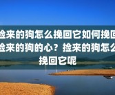 捡来的狗怎么挽回它如何挽回捡来的狗的心？捡来的狗怎么挽回它呢