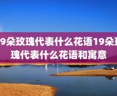 19朵玫瑰代表什么花语19朵玫瑰代表什么花语和寓意
