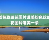 粉色玫瑰花图片唯美粉色玫瑰花图片唯美一朵