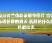 盘点铃兰花和荼蘼花图片 给你鸟语花香的夏天 荼蘼花什么颜色最珍贵